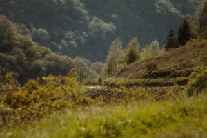 Grünes Tal
