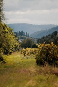 Pündericher Weinberge